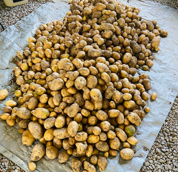 Potato harvest