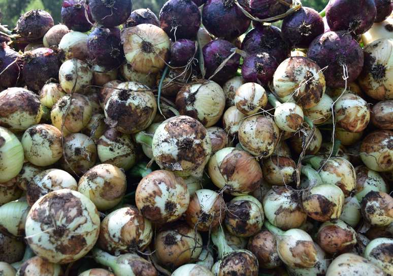 Onion harvest