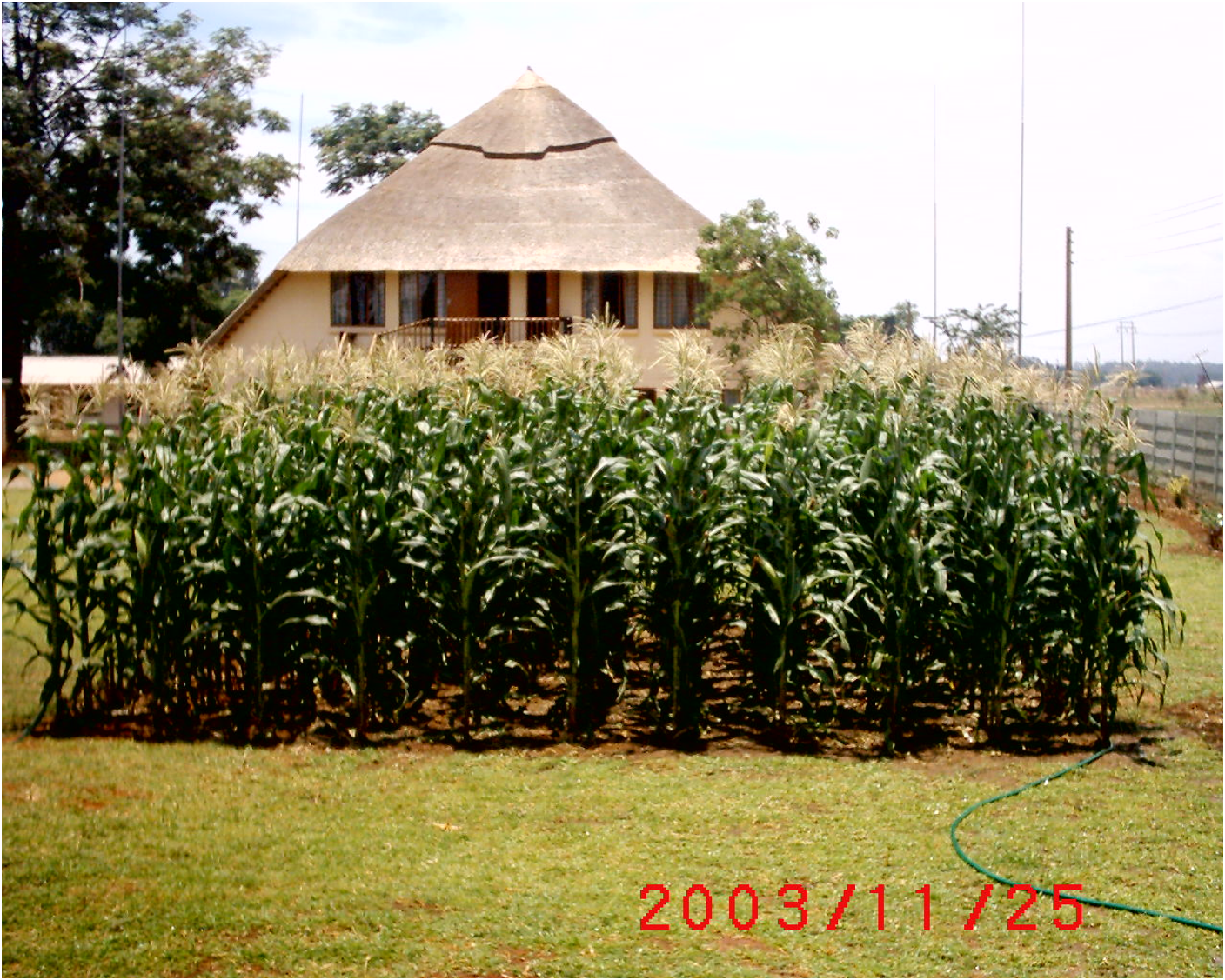 A thriving maize garden in Zimbabwe